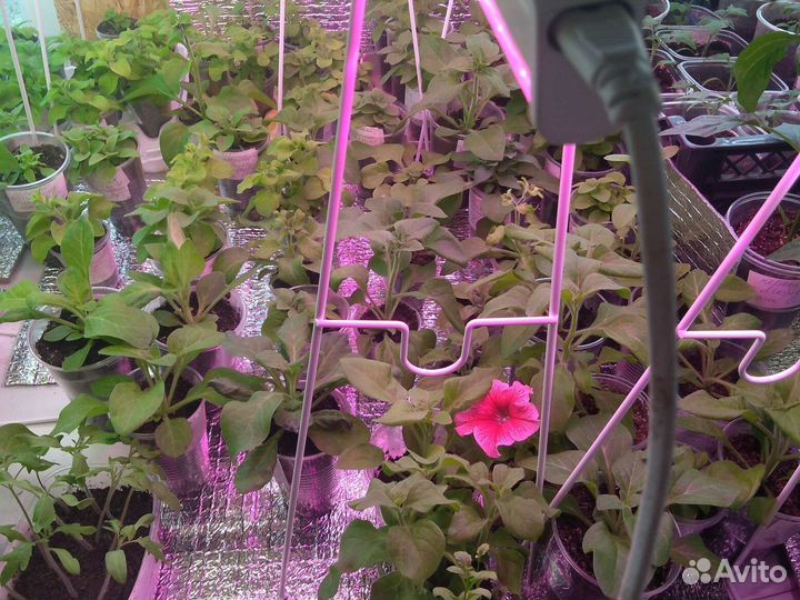 Продам рассаду петуний и перца ц 45р и30р