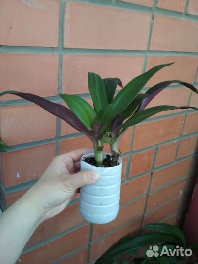 Комнатные растения 2