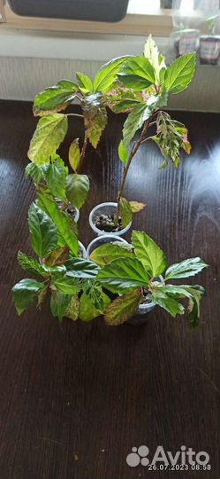 Гибискус снежная королева