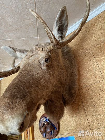 Чучело головы лося