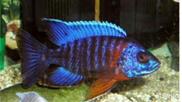 Аквариумные рыбки