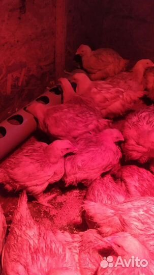 Бройлер подрощенный