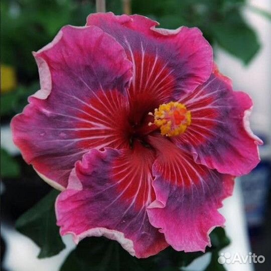 Сортовые гибискусы