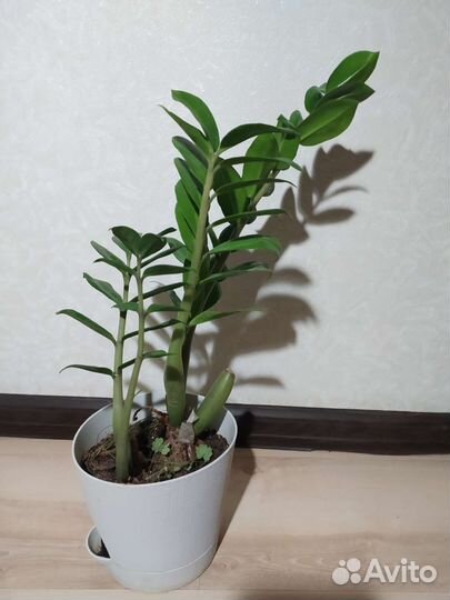 Замиокулькас и фикус