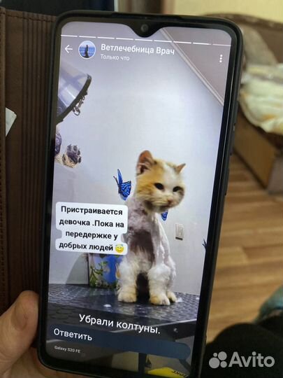 Кошечка в добрые руки