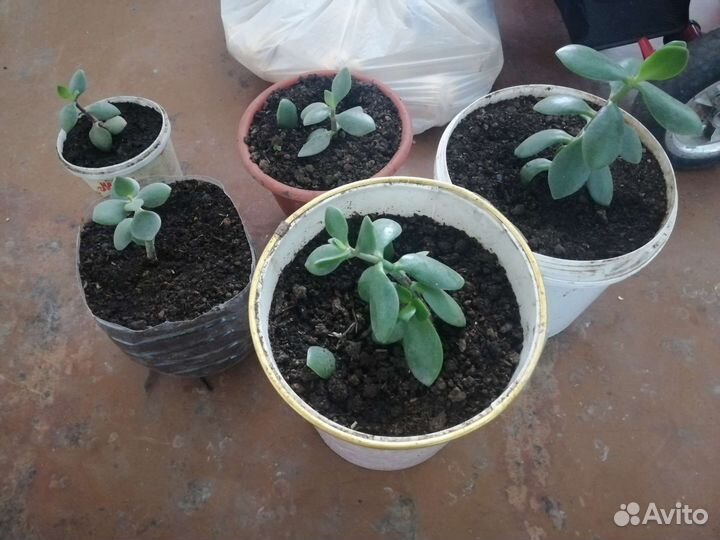 Цветы Денежные, тещин язык