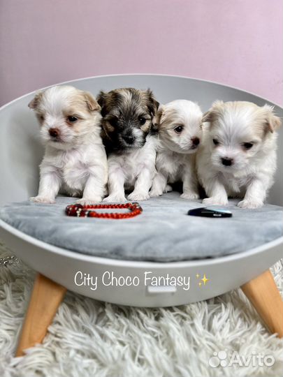 Белый йоркширский терьер