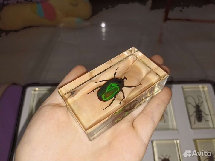 Насекомые и их знакомые