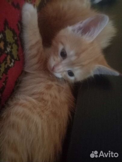 Кошечка в добрые руки.очень умненькая,не пожалеете