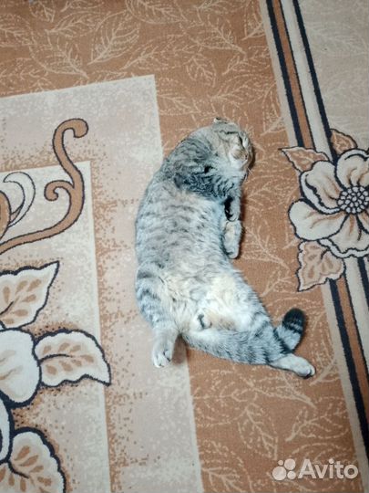 Шотландская вислоухая