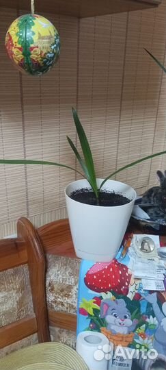 Королевская финиковая пальма