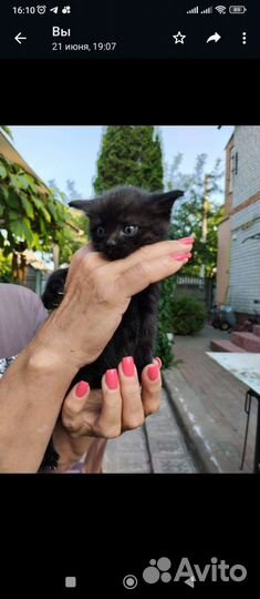 Кошки в добрые руки