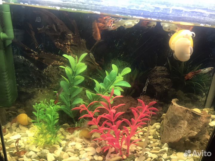 Продам аквауримных рыбок гуппи