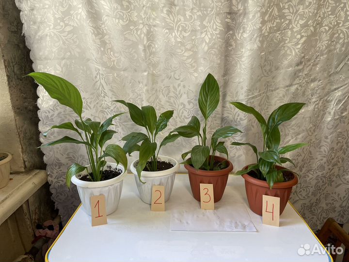 Растение Спатифиллум с горшком