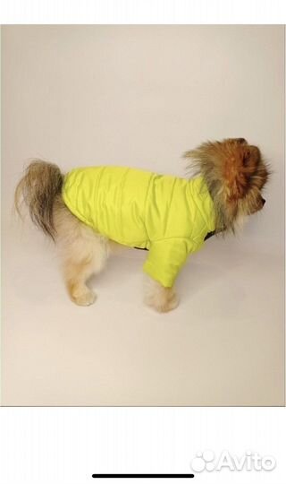 Одежда на маленькую собаку