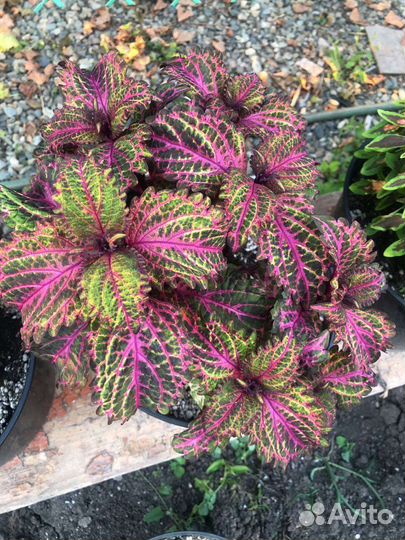 Колеусы сортовые