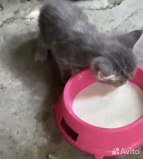 Котята отдам бесплатно