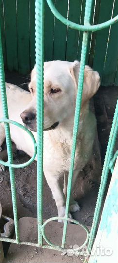 Щенки лабрадора