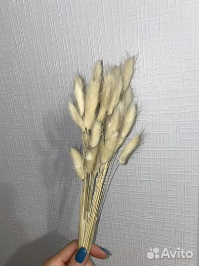 Сухоцвет лагурус