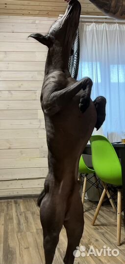 Вязка ксолоитцкуинтли