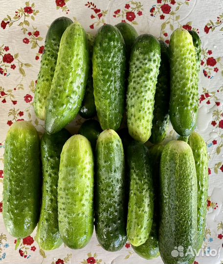 Помидоры, огурцы, кабачки