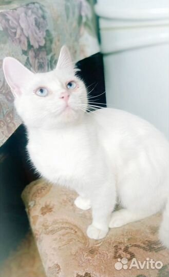 Три девицы кошки