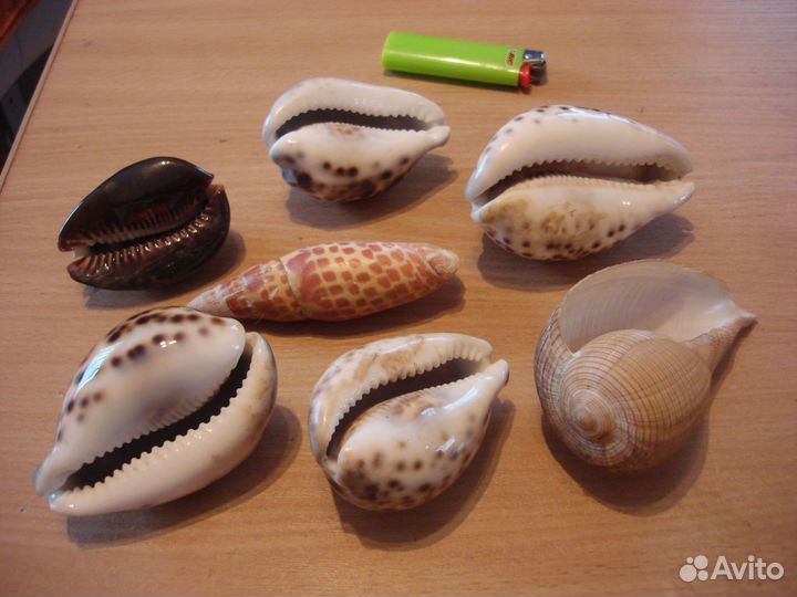 Морские ракушки