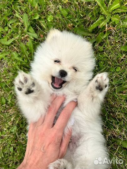 Щенки шпица