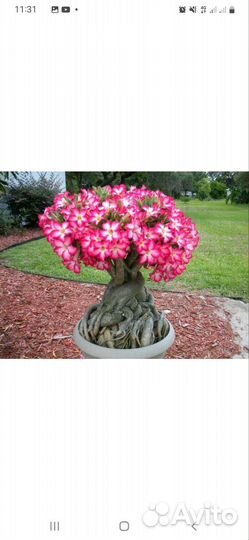 Комнатные цветы адениум