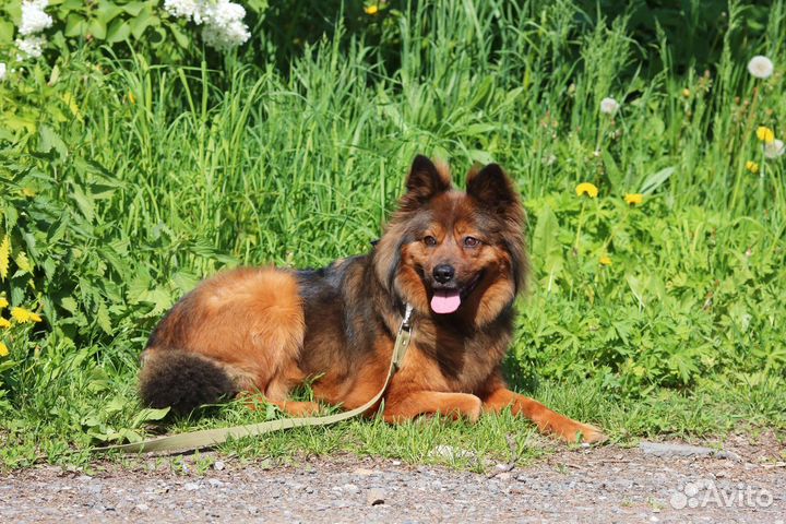 Пушистая Лиззи