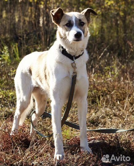 Милый пёс Адрик грустит и ждёт хозяина