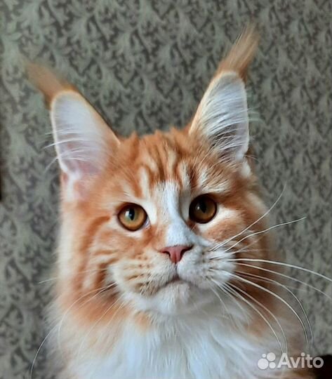 Мейн-кун кошка в красном серебристом окрасе