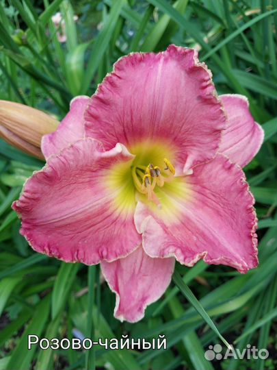 Продажа лилейников