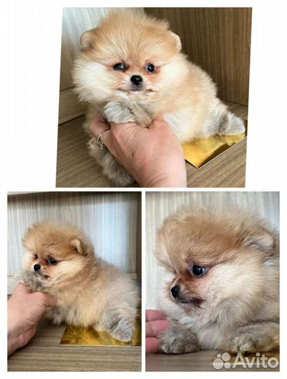 Миниатюрные шпицы