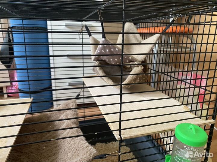 Крыса дамбо