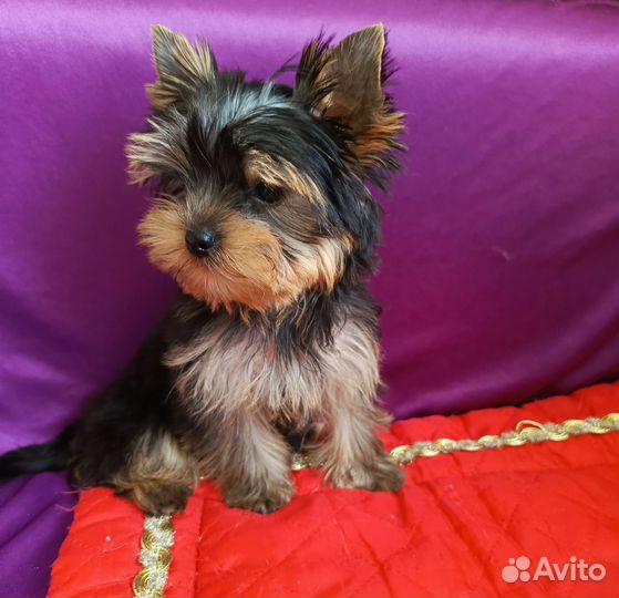 Йоркширский терьер