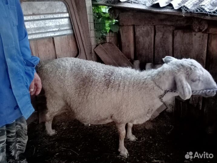 Овцы и бараны