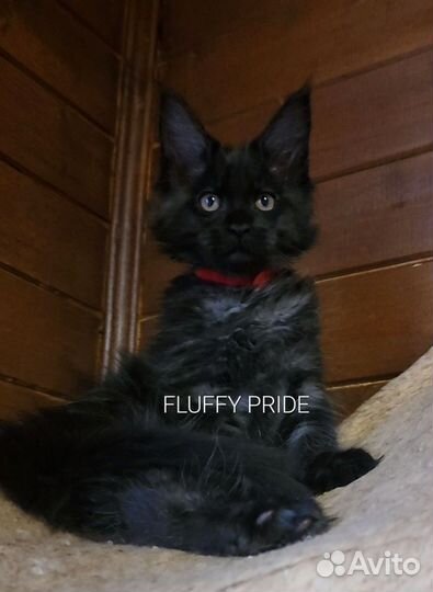 Мейн-кун котята. Питомник fluffypride