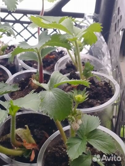 Рассада клубники