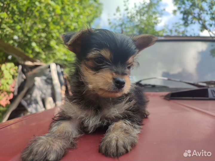 Йоркширский терьер