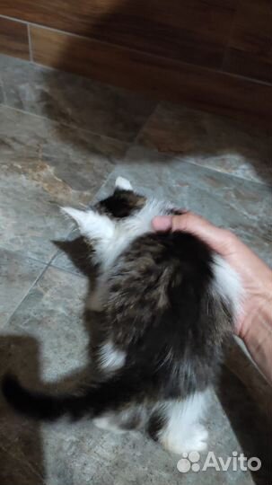 Отдам котенка в добрые руки
