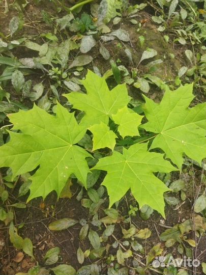 Клен остролистный