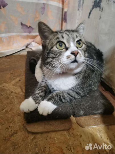 Котик, 13 лет, в добрые ручки