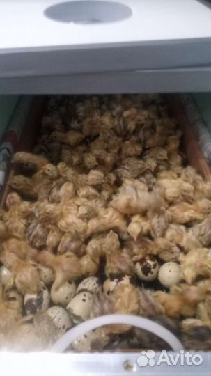 Яйца перепелиные домашние