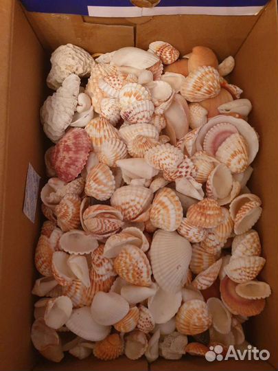 Морские ракушки