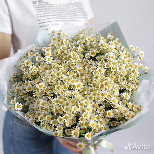 Ромашка. Матрикария. Доставка ромашек в Самаре