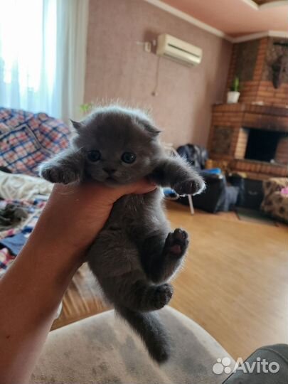 Шотландский вислоухий