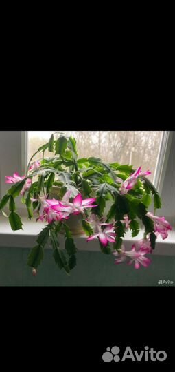 Декабрист шлюмбергера 5 расцветое