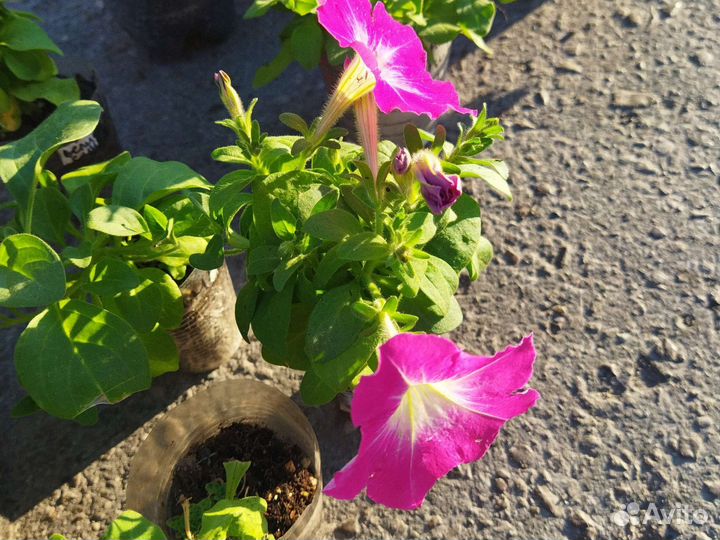 Рассада томатов и перцев, петунии, астры, бархотки