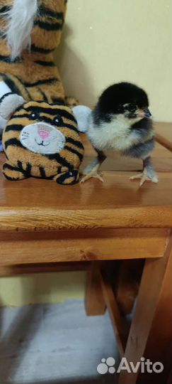 Цыплята маран